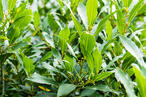 laurel laurus nobilis lauraceae leaf close up