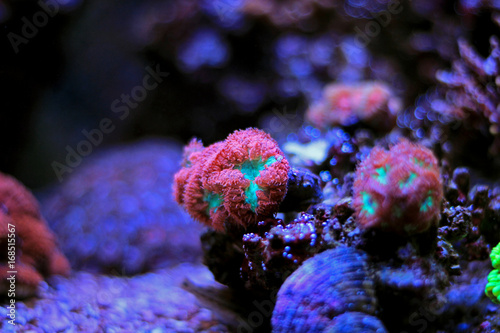 Blastomussa LPS coral in saltwater aquarium