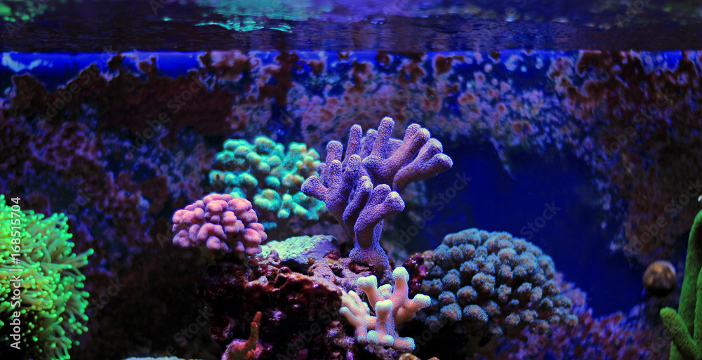 Obraz premium Stylophora Coral (Stylophora sp.)