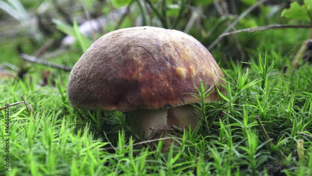 Mushroom (Suillellus luridus) with forest trees in the background Mushroom (Suillellus luridus) with forest trees in the background