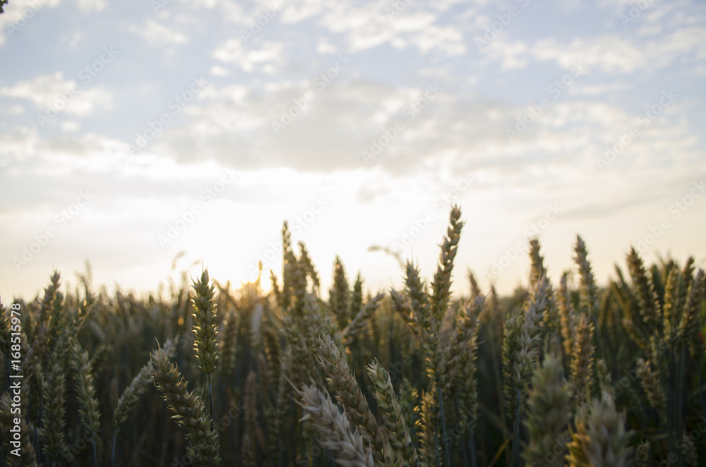 Summer sunset, wheat field spikes Summer sunset, wheat field spikes