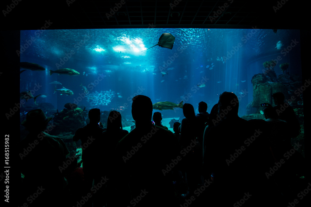 silhouettes of people against a big aquarium.