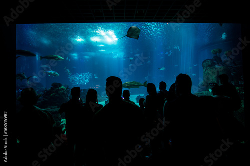silhouettes of people against a big aquarium.
