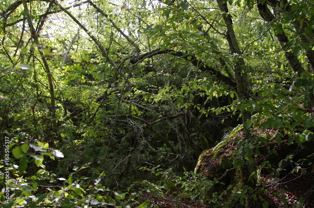 Undurchdringlicher Wald in Kroatien Undurchdringlicher Wald in Kroatien