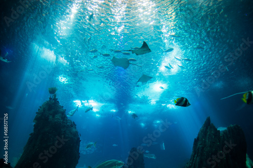 Ocean giant fish world in aquarium for observation.
