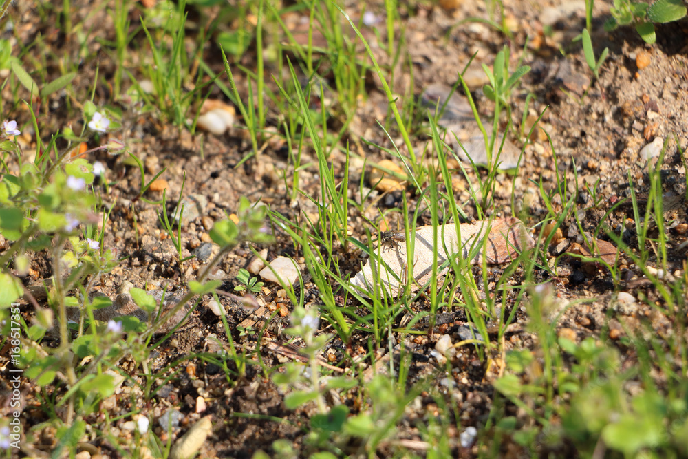 Detail photo of small flying insect (fly) sitting on small rock in the grass Detail photo of small flying insect (fly) sitting on small rock in the grass