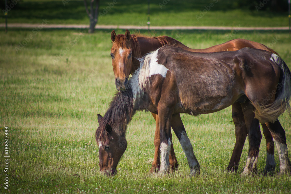 Horses Horses
