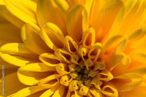 Yellow flower