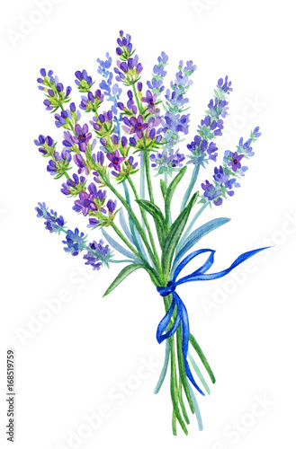 A bunch of lavender, watercolor drawing on a white background with clipping path.