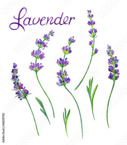 Fototapeta Naklejka Na Ścianę i Meble -  Sprigs of lavender with leaves on a white background. Flower watercolor drawing. Isolated on white background with clipping path.