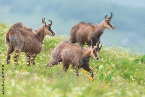chamois in alpine territory 