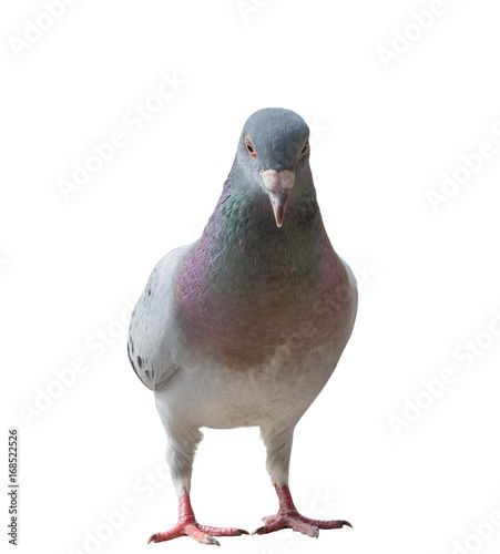 full body of homing pigeon bird isolated white background