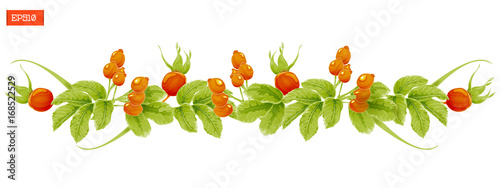 Border of leaves and berry of rosehip plant isolated on white