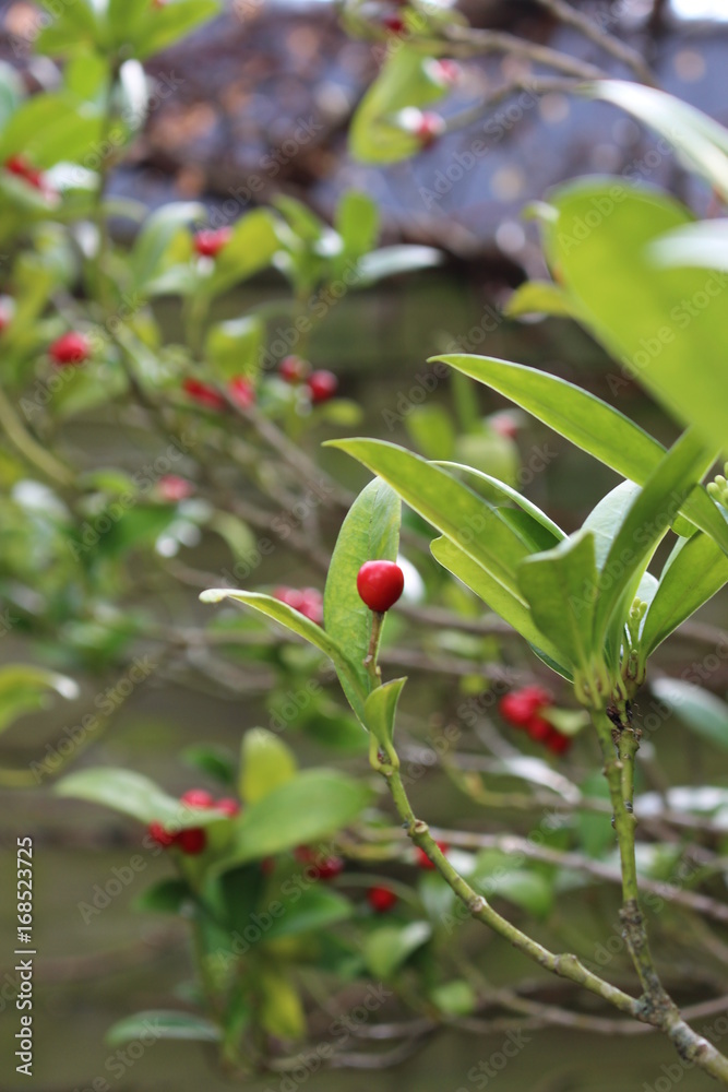 Fototapeta premium Pflanze-Korallenstrauch