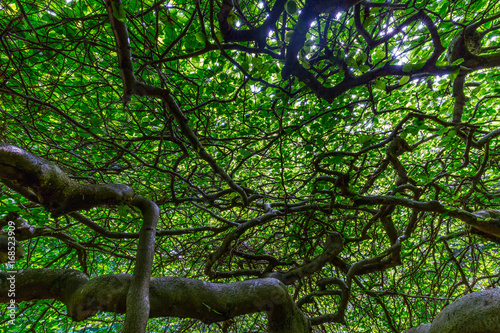 Twisted dwarf beech in Les Faux de Verzy forest, 25 km south of Reims in Champagne, France photo