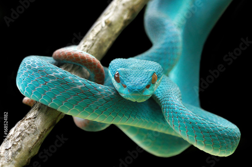 Snakes, blue viper