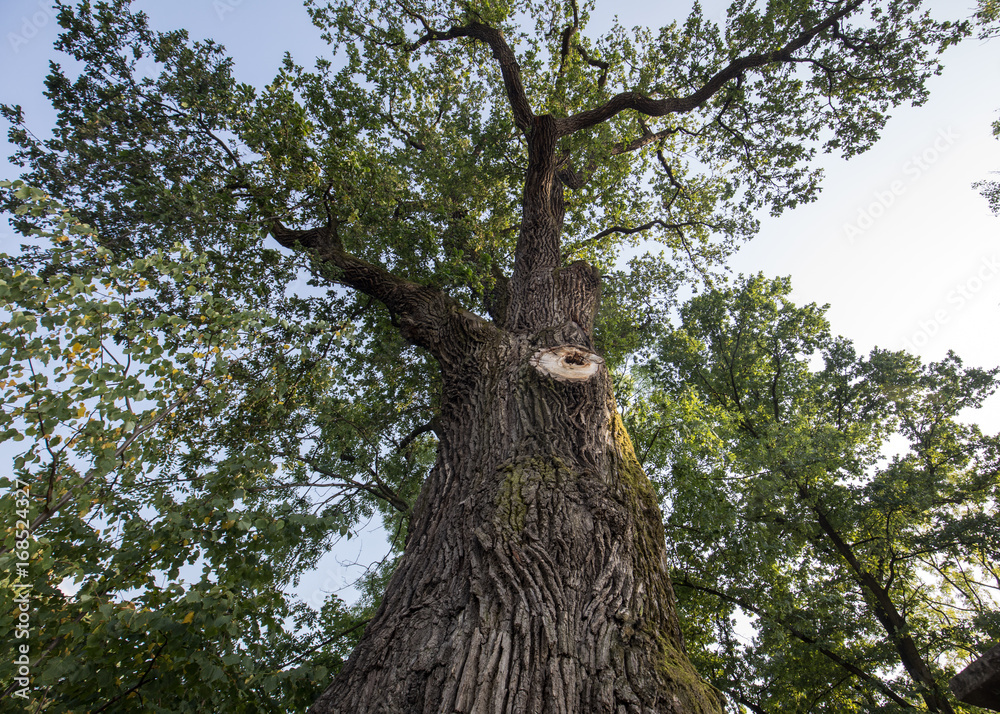 Naklejka premium 500 year old oak, which survived several lightning strikes in Jaszczurowa. Poland