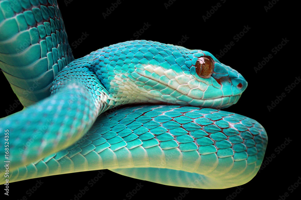 Fototapeta premium Snakes, blue viper