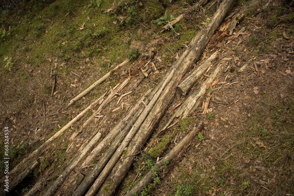 Naklejka premium Logs lie in the forest