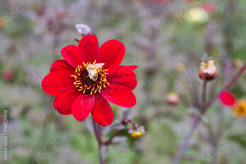 Fototapeta Naklejka Na Ścianę i Meble -  Nahaufnahme einer Dahlie mit roten Blüten