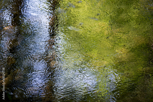 a surface water moved by some mosquitos