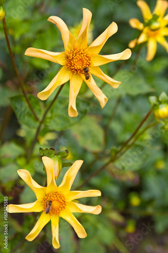 Fototapeta Naklejka Na Ścianę i Meble -   Nahaufnahme einer Dahlie mit gelben Blüten
