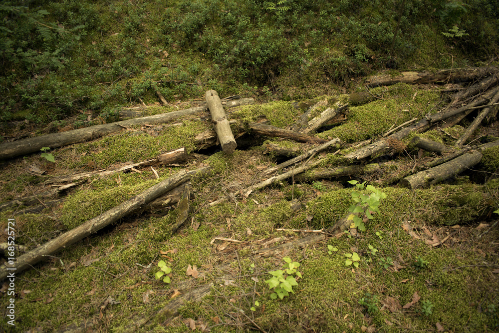 Chips Logs lie in the forest