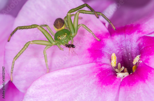 eine grüne Spinne sitzt mit ihrer Beute auf einer roten Blüte