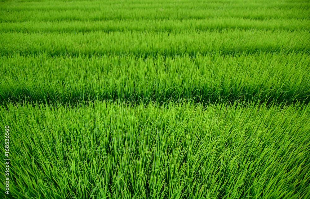 Beautiful green organic rice field background in Thailand. Food and agriculture concept. Beautiful green organic rice field background in Thailand. Food and agriculture concept.