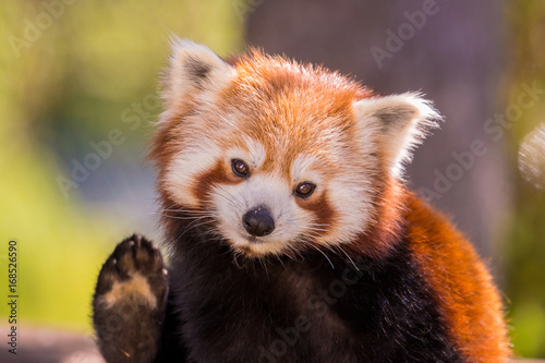 Fotografie Panda roux