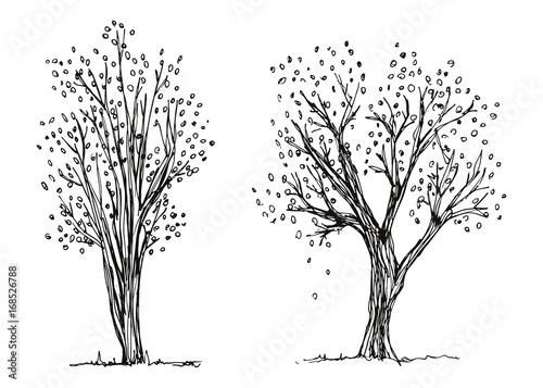 Trees autumn hand drawing vector. The foliage is falling. Sketch