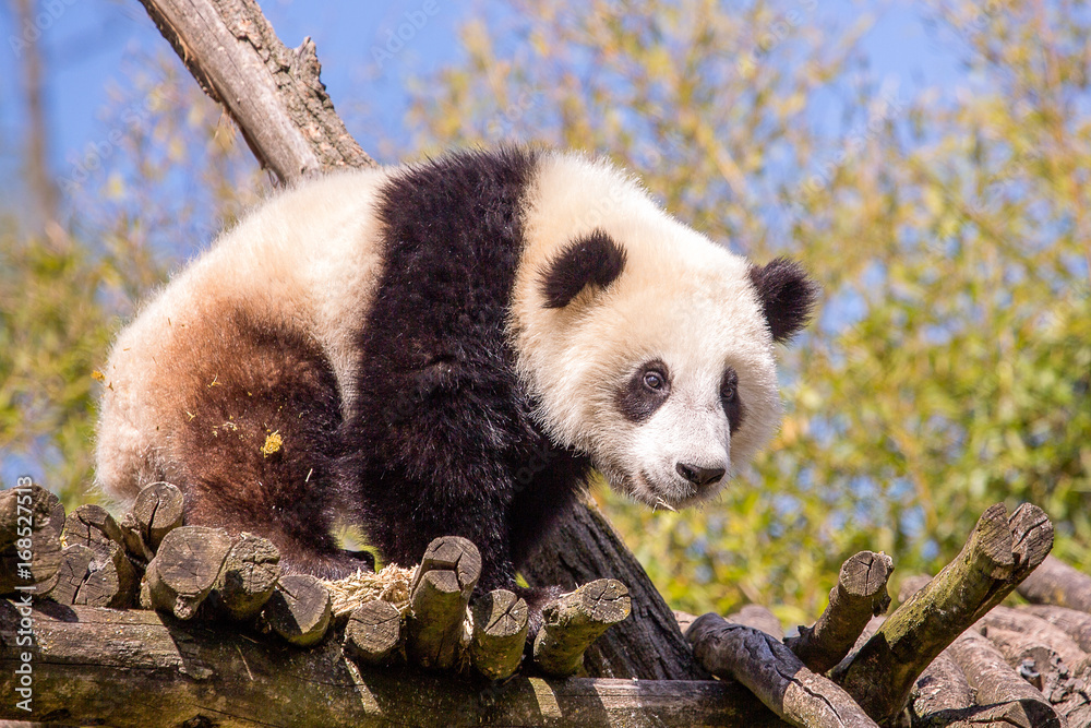 Obraz premium Panda