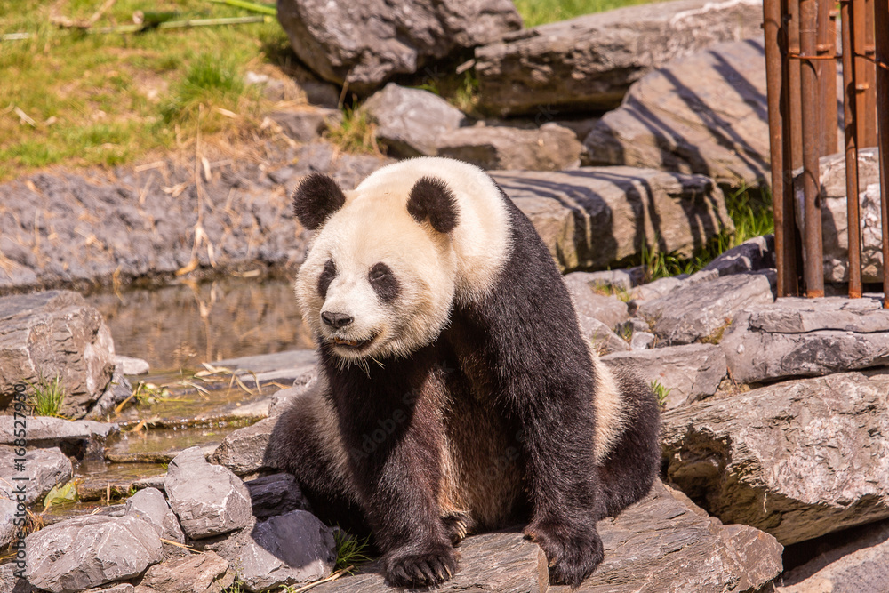 Fototapeta premium Panda