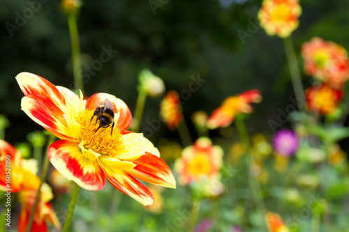 Fototapeta Naklejka Na Ścianę i Meble -   Nahaufnahme einer Dahlie mit gelben Blüten
