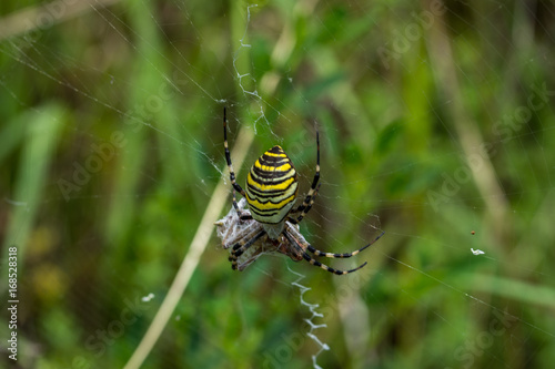 Wasp Spider, Wespenspinne