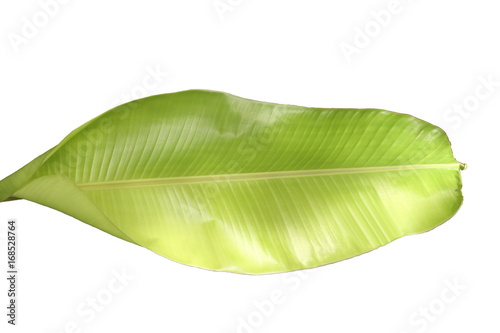 fresh green banana leaf isolated on white background