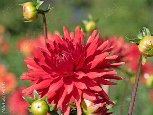 Fototapeta Naklejka Na Ścianę i Meble -  Dahlien, Dahlias