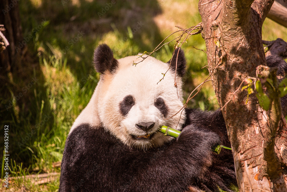 Obraz premium Panda