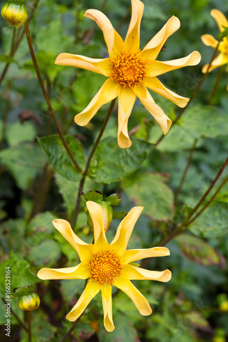 Fototapeta Naklejka Na Ścianę i Meble -   Nahaufnahme einer Dahlie mit gelben Blüten
