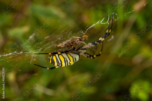 Wasp Spider, Wespenspinne © BerndVollmer