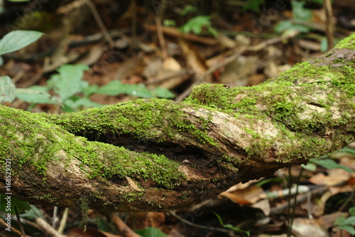 green moss stuck and growing on tree in forest, Thailand