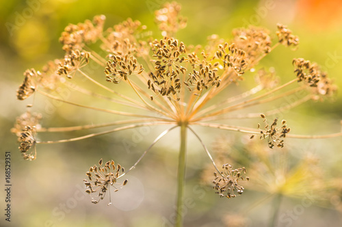 Dry dill flower in the sunlight. Fennel seeds close-up.