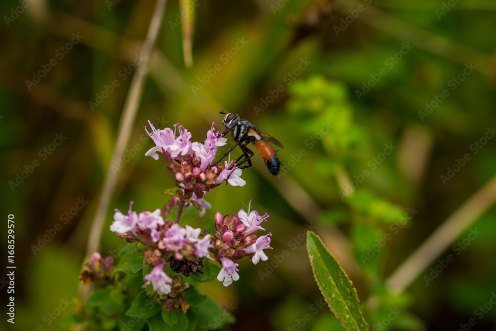 Fototapeta premium Insect, Insekt, Fliege