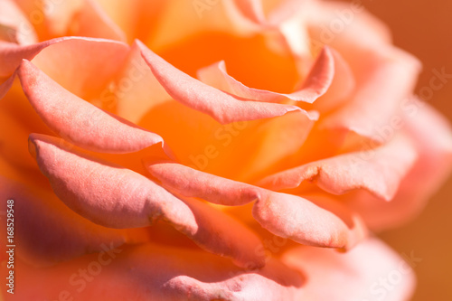 Pink rose petals close up. Beautiful macro rose.