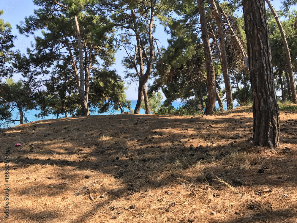 The pine forest of Skala in the island of Kefalonia, Greece. Blue sea in the background. The pine forest of Skala in the island of Kefalonia, Greece. Blue sea in the background.
