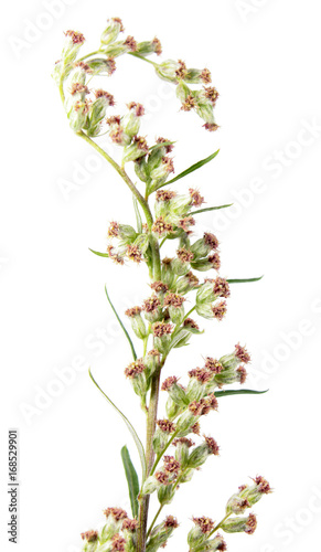 Flowers of mugwort or common wormwood  Artemisia vulgaris  isolated on white background. Medicinal plant