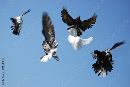 Group of domestic thoroughbred pigeons flying against the blue sky