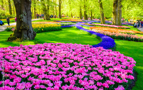 Blooming flowers in Keukenhof park in Netherlands, Europe.