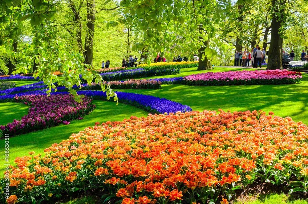 Blooming flowers in Keukenhof park in Netherlands, Europe.