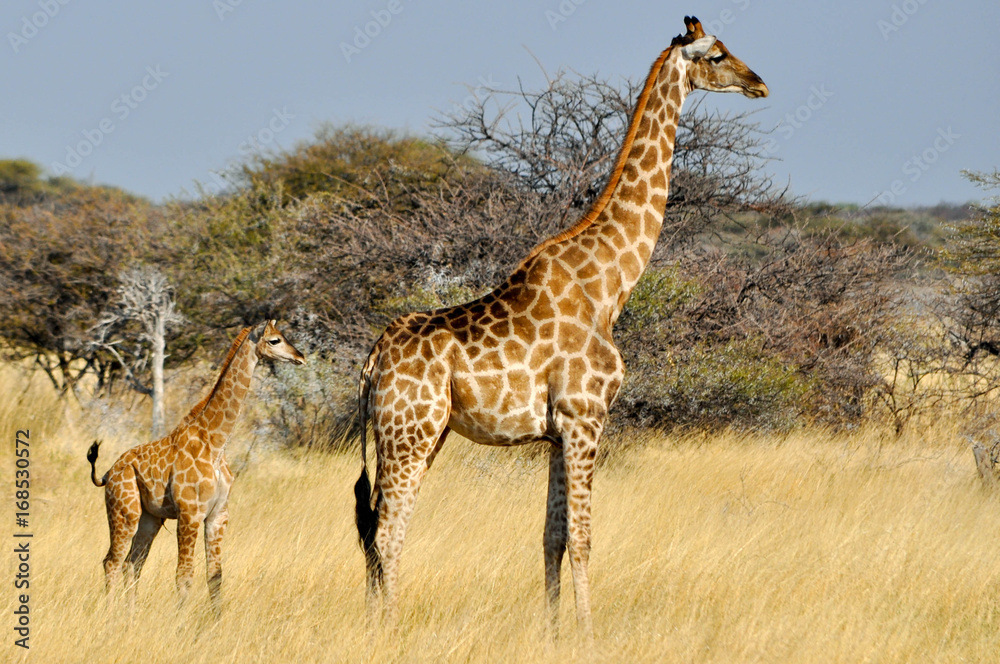 Obraz premium african wildife